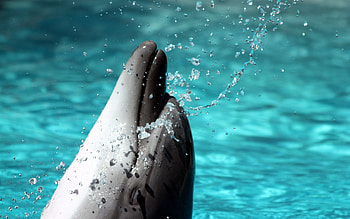 Animals, Spray, Playful, Head, Dolphin HD wallpaper