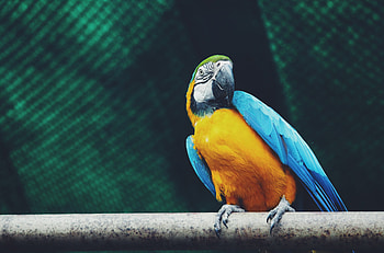 Animals, Parrots, Bird, Is Sitting, Sits, Macaw HD wallpaper