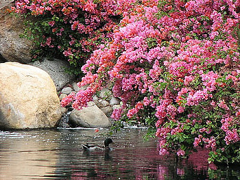Spring swim, swim, duck, blooming tree, pink flowers, spring, rock, pond HD wallpaper