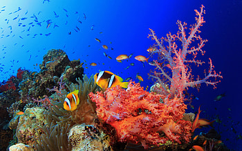 High-definition coral , Underwater scenery, Vibrant marine life, Colorful corals HD wallpaper