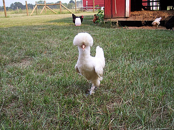 Cute Hen, cool, cute, hen HD wallpaper