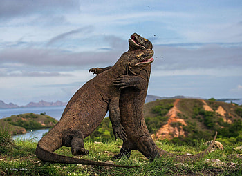 Komodo Island, Komodo dragon , Backgrounds, High definition HD wallpaper