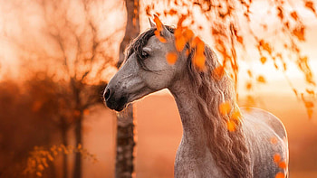 Black White Horse Is Standing In Silhouette Background Horse HD wallpaper
