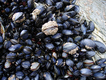 Mussels, Delicious seafood, Culinary versatility, Bivalve mollusk HD wallpaper