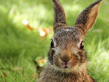 Hello!, animal, cute, funny, easter, lovely, rabbit HD wallpaper