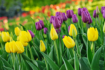 * Tulips *, nature, flowers, tulips, flower HD wallpaper
