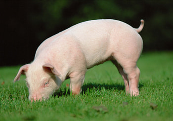 Animals, Food, Grass, Earth, Land, Pig, Piglet, Nutrition HD wallpaper