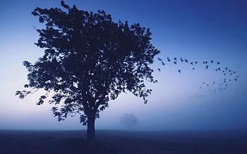 Nature, Birds, Sky, Wood, Tree, Evening, Lonely, Shades, Wedge HD wallpaper