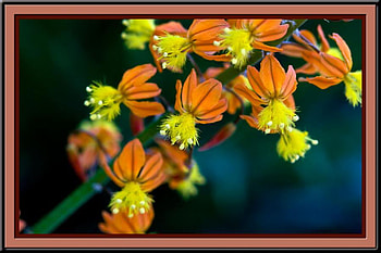 unique, rare, yellow, flowers, orange HD wallpaper