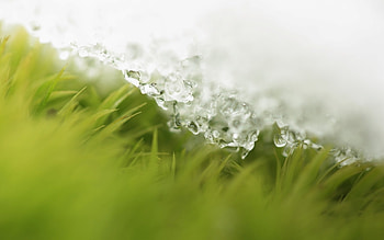 Grass, Background HD wallpaper