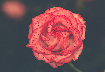 Flowers, Flower, Rose Flower, Rose, Bud, Stains, Spots HD wallpaper