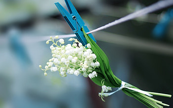 Plants, Flowers, Bouquets HD wallpaper