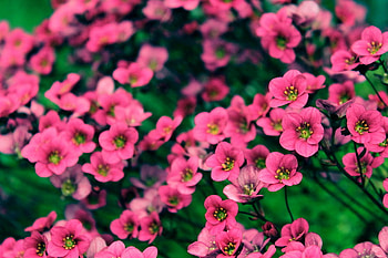 pretty flowers, nature, flowers, blooms, blossoms HD wallpaper