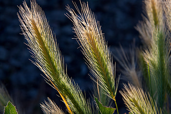 Nature, Plant, Shine, Light, Cereals HD wallpaper