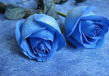 Blue,blue, blue, roses, color, expression, , new HD wallpaper