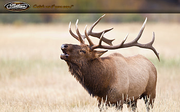 Mathews Bow Hunting Backgrounds My mathews: HD wallpaper