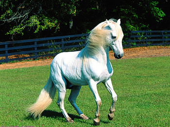 horses, poerful, mighty, immaculate HD wallpaper