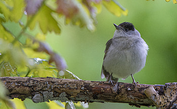Curious Songbird — Bird, Animal, bird HD wallpaper