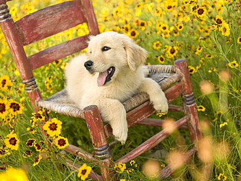Dog in the garden, dog, chair, animal, loyal, puppy, flower, nature, pet, friend HD wallpaper