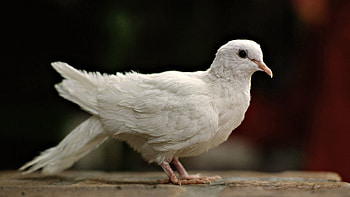 Animals, Bird, Dove HD wallpaper