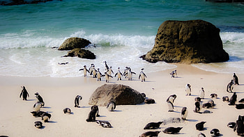 Cape Town, South Africa, Travels, South African landscapes HD wallpaper