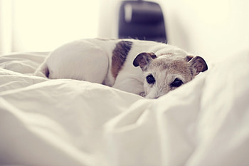*** Resting dog ***, animal, dog, animals, dogs, sleepy HD wallpaper