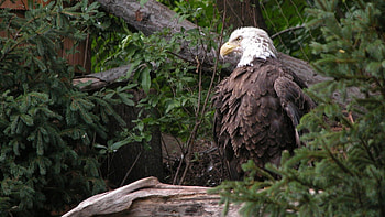 Eagle , great, american, eagle, harpei, bold, flying, bird HD wallpaper