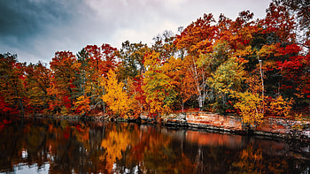 Autumn Forest, Orange, Wood, Trees, Lake, Reflection HD wallpaper