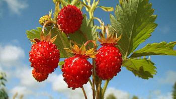 Food, Grass, Branch, Wild Berry, Forest Berry HD wallpaper