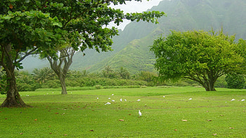 Nature, Birds, Trees, Fog, Greens, Morning HD wallpaper
