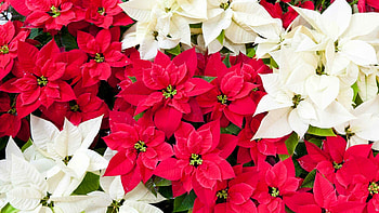 Year-round care, Poinsettia maintenance, Constant floral beauty, Everlasting elegance HD wallpaper