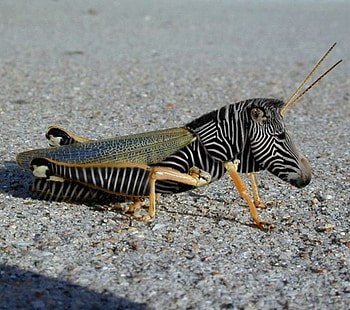 ZEBHOPPER, hybrid, morphed, manipulated, fantasy, hop, cool, funny, zebra, insect HD wallpaper