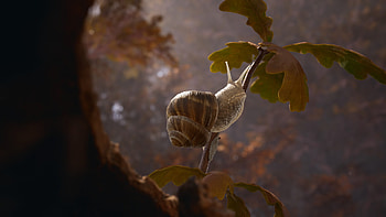 Empire of the Ants - Snail Adventure, video game, Empire of the Ants, snail HD wallpaper