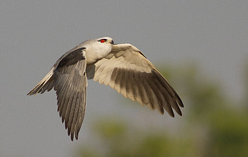 black winged kite, kite, black, winged, bird HD wallpaper