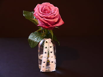 A beautiful pink rose in a stylish vase with lace ribbon against a dark backdrop. HD wallpaper