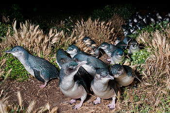 Penguin, Fairy penguin, HQ , Enchanting beauty HD wallpaper