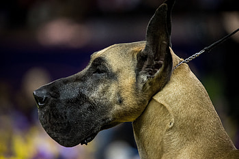 Great Dane, Friendly breed, Gigantic dogs, Breeds 101 HD wallpaper