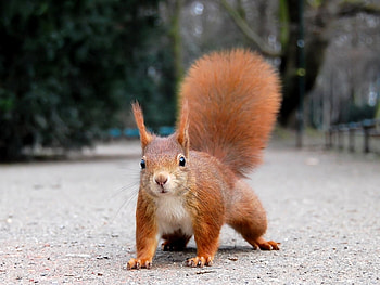 Animals, Squirrel HD wallpaper