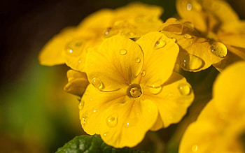 Drops, Flower, Macro, Dew HD wallpaper