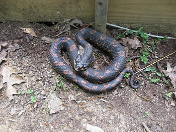 Eastern Hognose (aka Hissing Ader, Spreading Viper), Gardening, nature, snakes, animals HD wallpaper