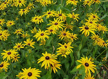 Flowers, Flower Bed, Flowerbed, Rudbekia, Rudbeckia HD wallpaper