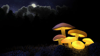 Golden Glowing Mushrooms, night, toadstools, glow, light, clouds, sky, mushrooms, Firefox Persona theme HD wallpaper
