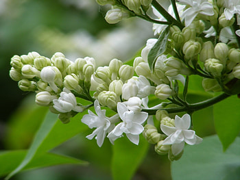 Plants, Flowers HD wallpaper