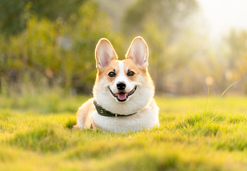 Outdoor, husky dog HD wallpaper
