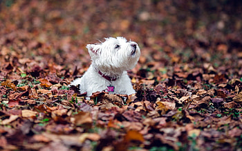 Animals, Autumn, Leaves, To Lie Down, Lie, Dog, Terrier HD wallpaper