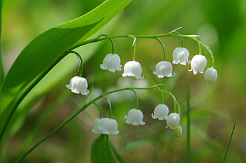 Shimmering morning dew, Graceful floral elegance, Close-up view, Nature's perfection HD wallpaper