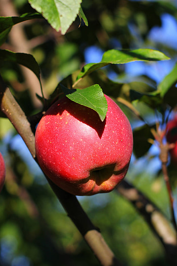 Fuji, Apple Trees HD phone wallpaper