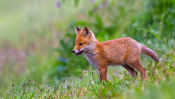 Fox, animal, nature, cub HD wallpaper