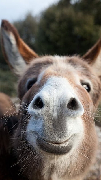 Funny, Funny Animal HD phone wallpaper