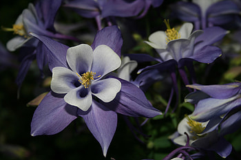 Flower, purple, leaves, nature HD wallpaper